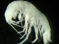 Kenk's amphipod.jpg