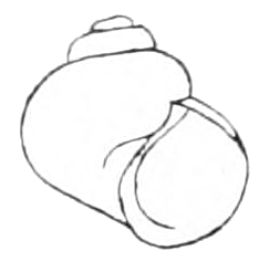 Clappia umbilicata shell.png