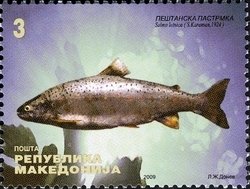 Ohrid Trout (Salmo letnica)