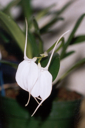 Masdevallia tovarensis.jpg