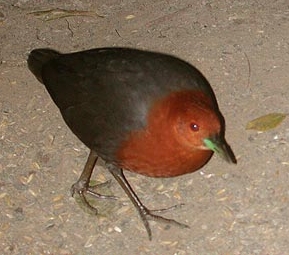 Red-necked Crake kuranda.jpg