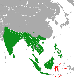 Asian Palm Civet area.png