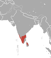 Gray Slender Loris area.png