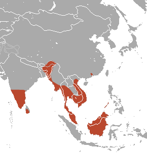 Lesser Short-nosed Fruit Bat area.png