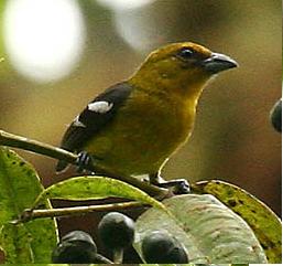 Piranga leucoptera (female) 1.jpg