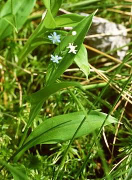 Maianthemum trifolium NPS-1.jpg