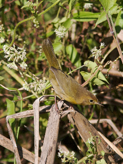 Altamira Yellowthroat (Geothlypis flavovelata) female.jpg