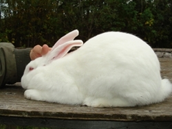 RabbitAmericanWhite