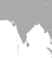 Golden Palm Civet range.png