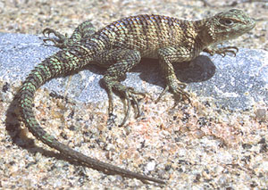 Sceloporus orcutti.jpg