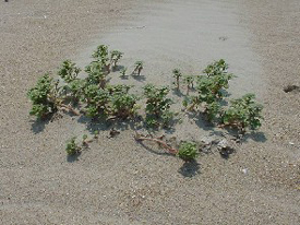 Seabeach Amaranth.jpg