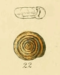 Planorbis contortus (Sowerby).jpg