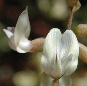 Astragalus applegatei.jpg