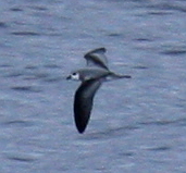 Blackwinged petrel upperwing jun08