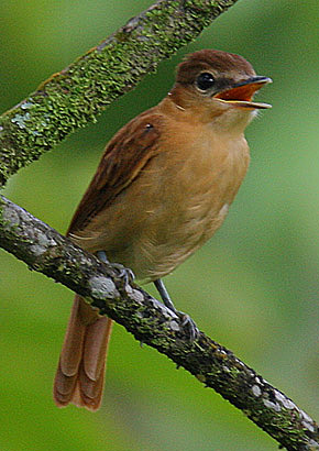 Flickr - Rainbirder - Cinnamon Becard (Pachyramphus cinnamomeus) (1) (cropped).jpg