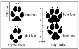 Coyote Tracks