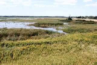 Montezuma Marsh-NY right