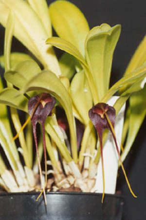 Masdevallia rolfeana.jpg