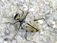 Northeastern beach tiger beetle (Cicindela dorsalis dorsalis).jpg