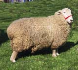 Coopworth sheep