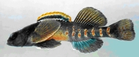 Etheostoma variatum.jpg