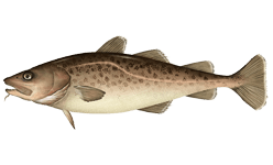 Gadus macrocephalus.png