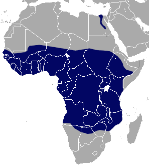 African Giant Shrew area.png