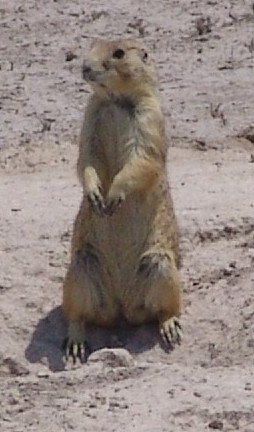 Mexican prairie dog.jpg