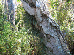 Shoestring fern