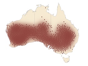 Chestnut-rumped Thornbill range.jpg