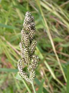 Japanese barnyard millet.jpg