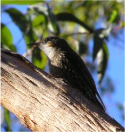 WhiteThroatedTreecreeperFemale Zarni02