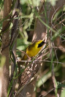 Altamira Yellowthroat (Geothlypis flavovelata) male.jpg