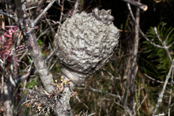 Canoelands-East-track07-Hakea-bakeriana