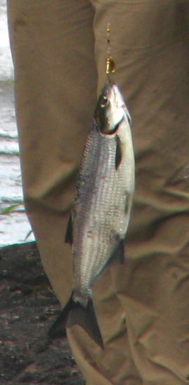 Lake Whitefish, Quetico.jpg