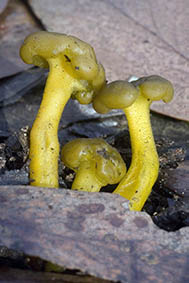 Leotia lubrica, jelly baby