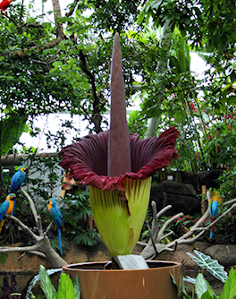 Moody Gardens Corpse Flower.jpg