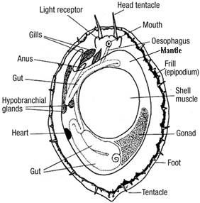 Haliotis cracherodii anatomy