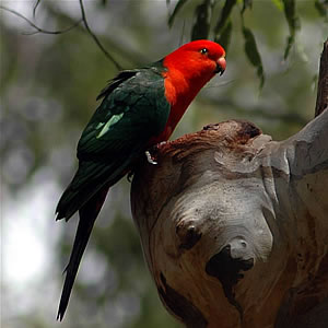 Austkingparrot