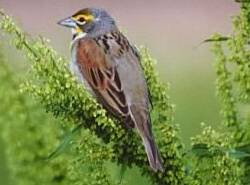 Dickcissel23