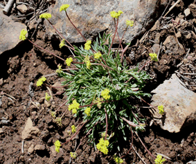 Lomatium greenmanii.gif