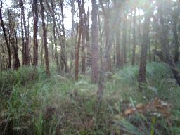 Bushland at Mount Kembla