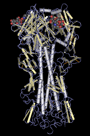 Hemagglutinin molecule