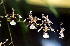 Oncidium incurvum.jpg