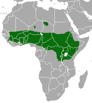 Olive Baboon area.png