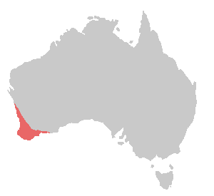 Bird range for Calyptorhynchus latirostris-8.png