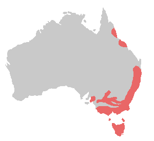 Platycercus elegans range.png