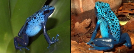 Tinctorius Azureus