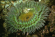 Giant Green Anemone