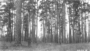 VirginLongleafPineForest